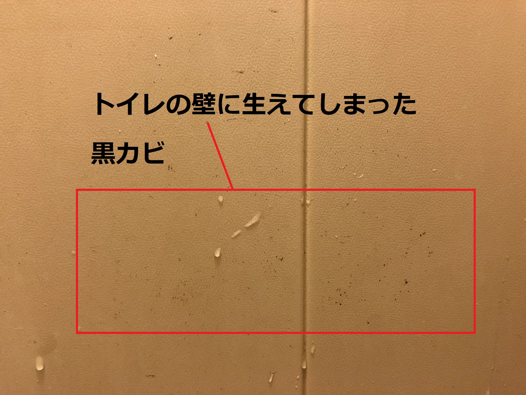 トイレの壁にカビが生えた その原因とは カビペディア カビの悩みならカビペディア