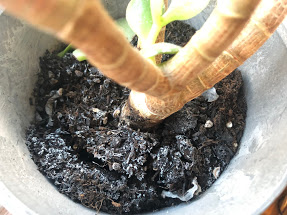 室内の植木にカビが発生 除去する方法とは カビペディア カビの悩みならカビペディア