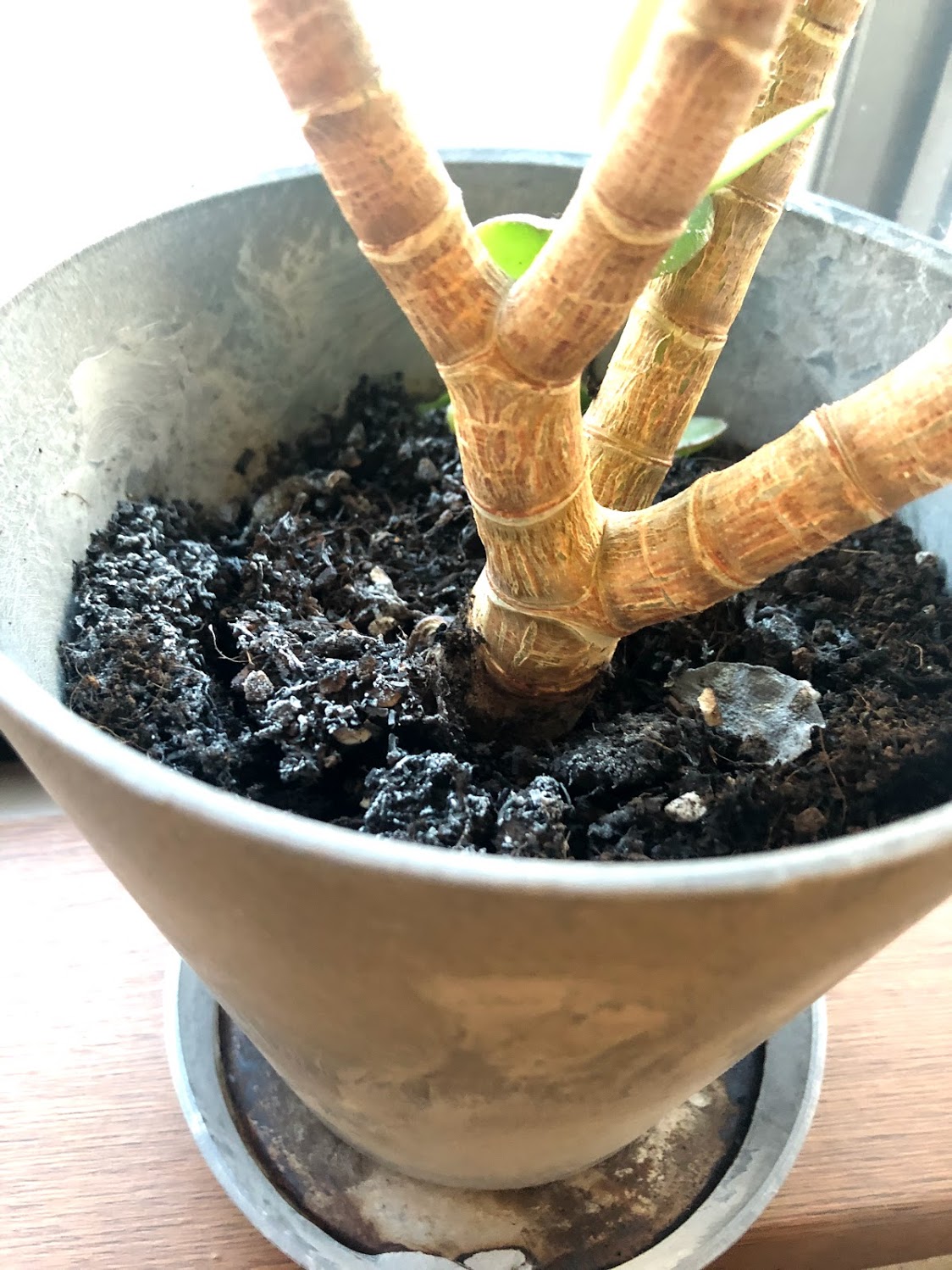 植物の土に生えるカビを除去し 予防する方法 カビペディア カビの悩みならカビペディア