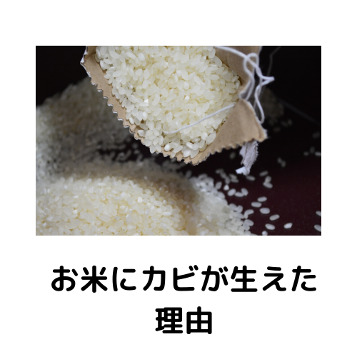 カビの生えた米は食べても大丈夫 カビペディア カビの悩みならカビペディア