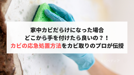 家中カビだらけになった場合、どこから手を付けたら良いの?!カビの応急処置方法をカビ取りのプロが伝授