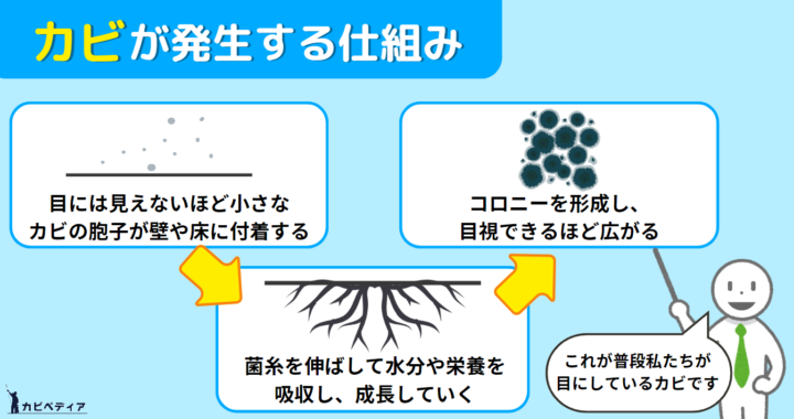 カビだらけの家が健康リスクに！カビの危険性と正しい対処法をプロが徹底解説！