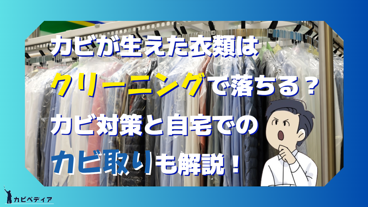 カビが生えた衣類はクリーニングで落ちる？カビ対策と自宅でのカビ取りも解説！